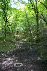 Salamandra salamandra