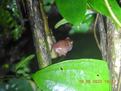 Pseudophilautus amboli