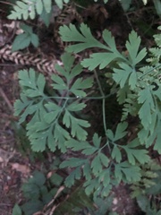 Dicentra formosa