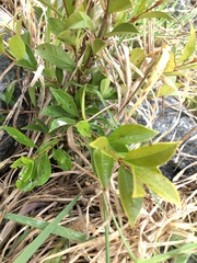 Syzygium smithii