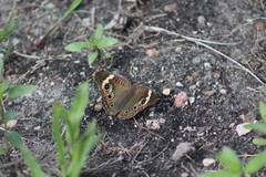 Junonia coenia