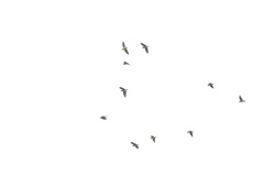 Brotogeris cyanoptera