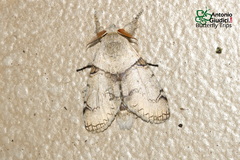 Calliteara diplozona