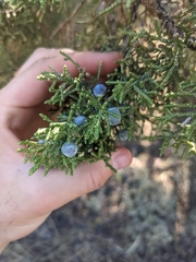 Juniperus occidentalis