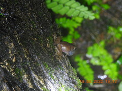 Pseudophilautus amboli