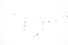 Brotogeris cyanoptera