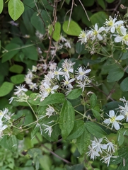 Clematis terniflora