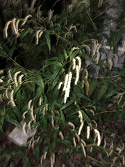 Persicaria lapathifolia