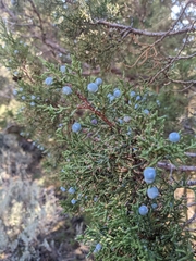 Juniperus occidentalis