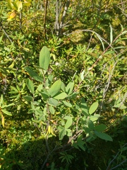 Lonicera villosa