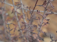 Eriophyllum confertiflorum