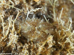 Stylocheilus polyomma