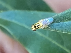 Thaumatomyia glabra