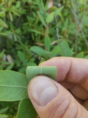 Lonicera villosa