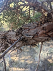 Juniperus occidentalis