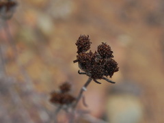 Eriophyllum confertiflorum