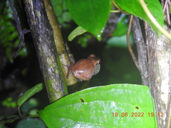 Pseudophilautus amboli