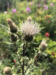 Cirsium centaureae