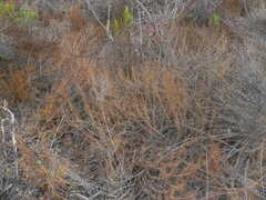 Artemisia californica