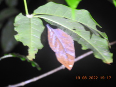 Kallima horsfieldii