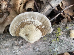 Daedaleopsis confragosa