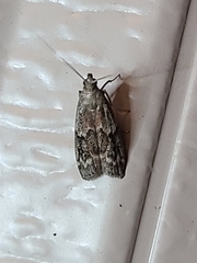 Euzophera semifuneralis