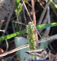 Setaria parviflora