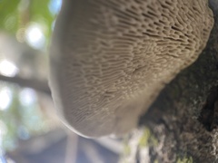 Daedaleopsis confragosa