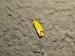 Agapeta zoegana
