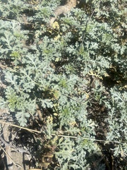 Ambrosia chamissonis