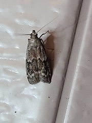 Euzophera semifuneralis