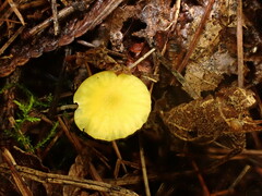 Hygrocybe parvula