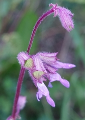 Salvia verticillata