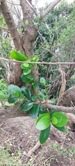 Griselinia lucida