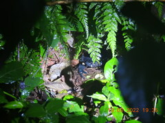 Sahyadrimetrus
