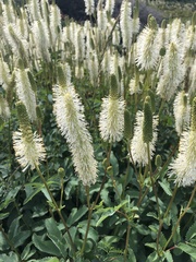 Sanguisorba canadensis