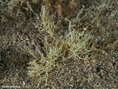Amphiroa rigida