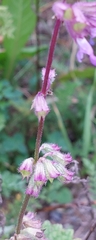 Salvia verticillata