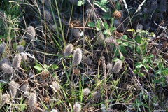 Trifolium angustifolium