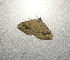 Camptogramma bilineata