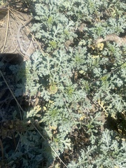 Ambrosia chamissonis