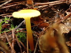 Hygrocybe parvula