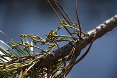 Arceuthobium americanum