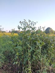Silphium perfoliatum