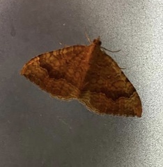 Camptogramma bilineata