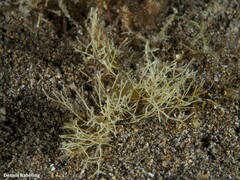 Amphiroa rigida