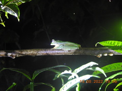 Rhacophorus malabaricus