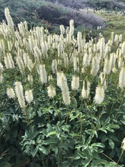 Sanguisorba canadensis