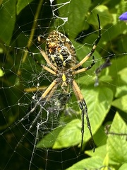 Argiope aurantia