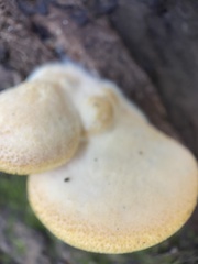 Crepidotaceae